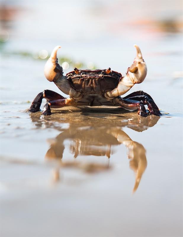 runner up Crab - Mike Ambach runner up Crab - Mike Ambach